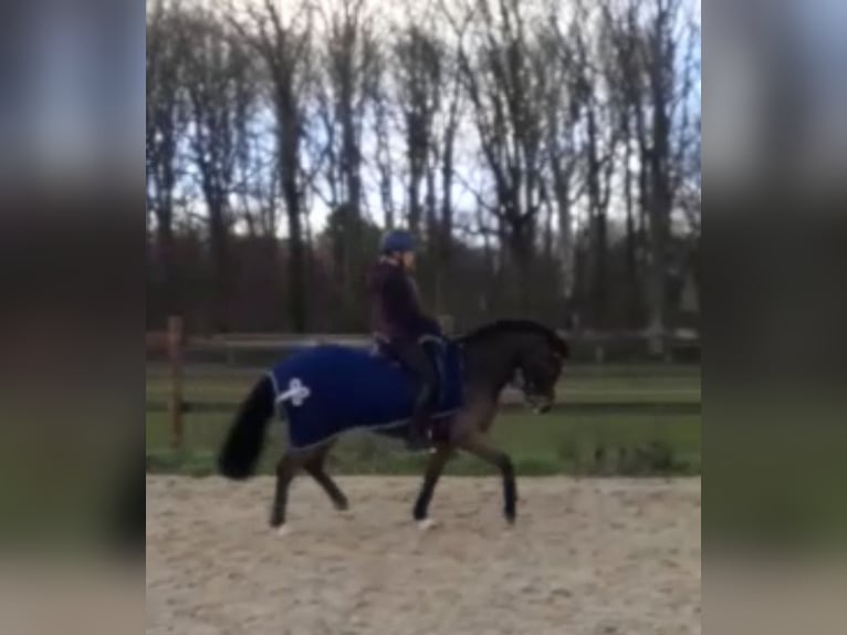 New Forest Pony Gelding 16 years 14,1 hh Brown in Willich