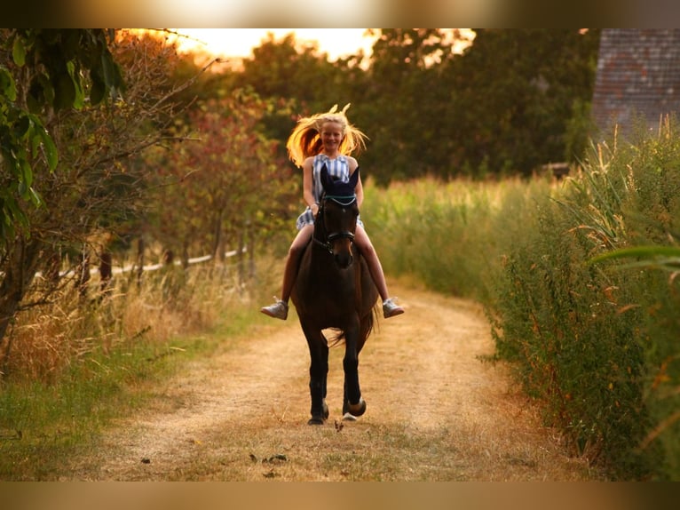 New Forest Pony Gelding 16 years 14,1 hh Brown in Willich