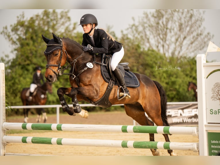 New Forest Pony Gelding 16 years 14,1 hh Brown in Willich
