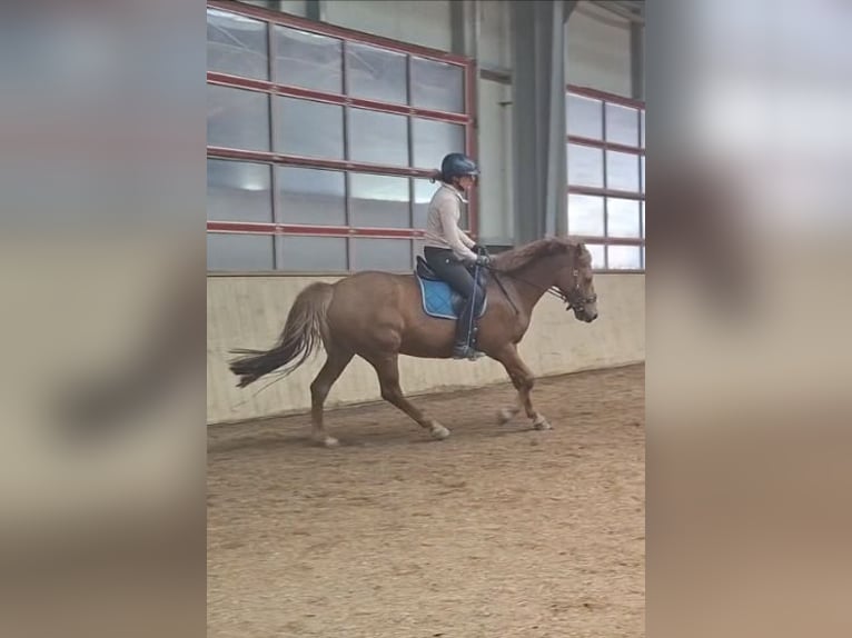 New Forest Pony Gelding 16 years 14,3 hh Chestnut-Red in Alerheim