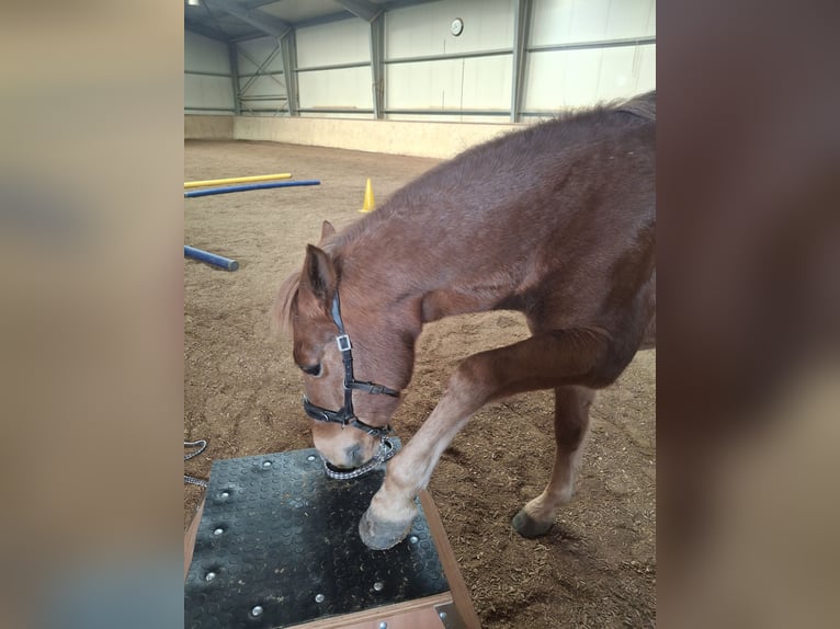 New Forest Pony Gelding 16 years 14,3 hh Chestnut-Red in Alerheim