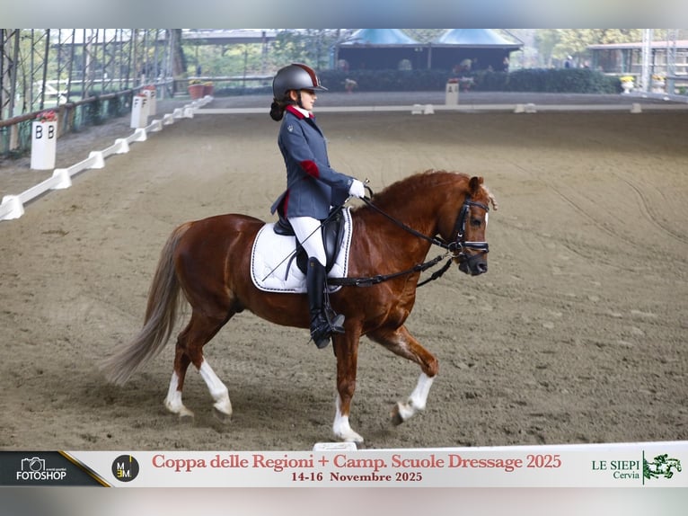 New Forest Pony Gelding 17 years 13 hh in Sansepolcro