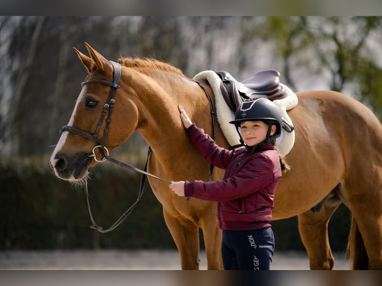 New Forest Pony Gelding 17 years 14.1 hh Chestnut-Red in Kicin