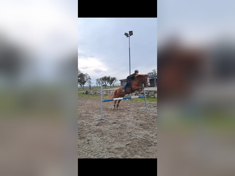 New Forest Pony Mix Gelding 17 years 14,2 hh Chestnut-Red in Seisenegg