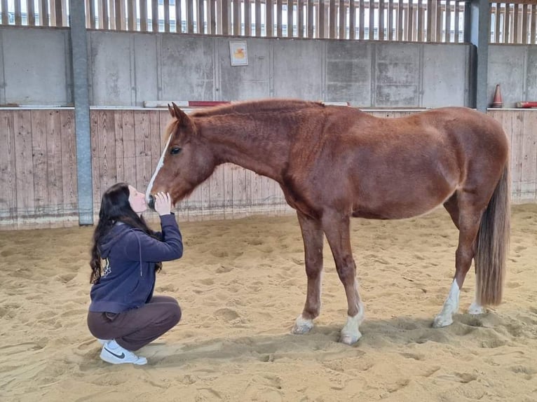 New Forest Pony Mix Gelding 17 years 14,2 hh Chestnut-Red in Seisenegg