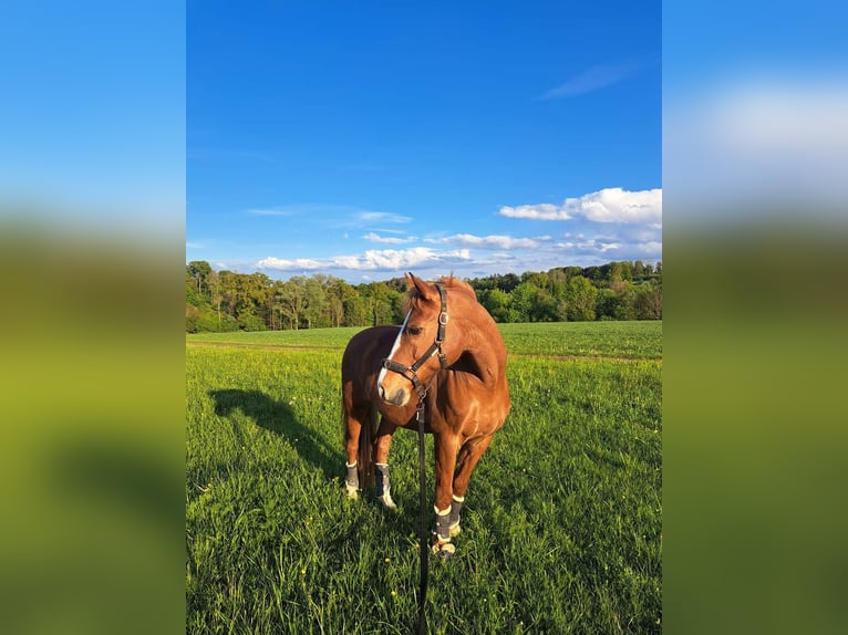 New Forest Pony Mix Gelding 17 years 14,2 hh Chestnut-Red in Seisenegg