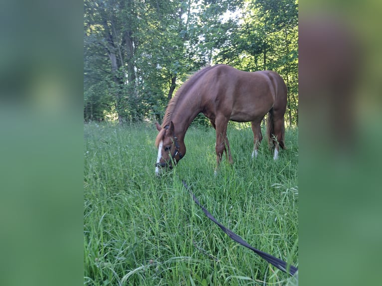 New Forest Pony Mix Gelding 17 years 14,2 hh Chestnut-Red in Seisenegg