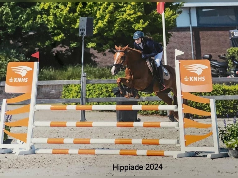 New Forest Pony Gelding 17 years 14 hh Chestnut-Red in Wouwse Plantage