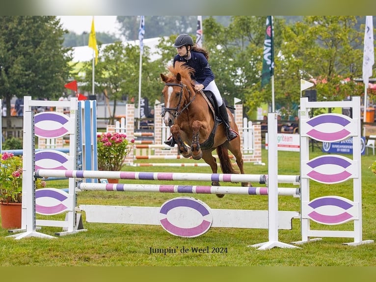New Forest Pony Gelding 17 years 14 hh Chestnut-Red in Wouwse Plantage