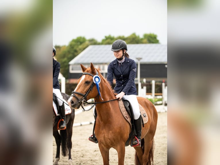 New Forest Pony Gelding 17 years 14 hh Chestnut-Red in Wouwse Plantage