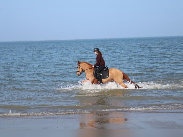 New Forest Pony Gelding 17 years 14 hh Chestnut-Red in Wouwse Plantage