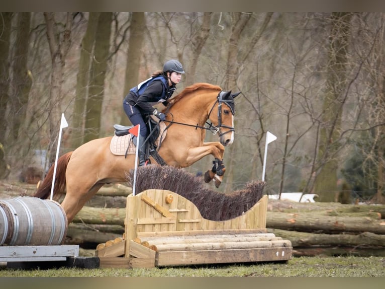 New Forest Pony Gelding 17 years 14 hh Chestnut-Red in Wouwse Plantage