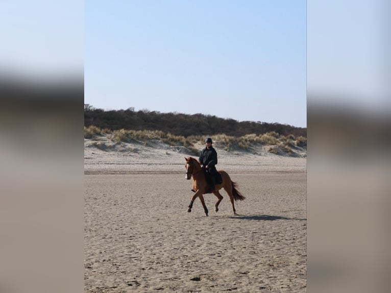 New Forest Pony Gelding 17 years 14 hh Chestnut-Red in Wouwse Plantage