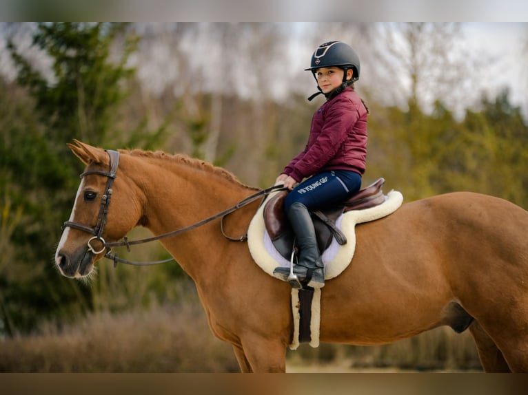 New Forest Pony Gelding 17 years 14,1 hh Chestnut-Red in Kicin