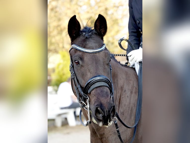 New Forest Pony Gelding 21 years 14,3 hh Black in Ebreichsdorf