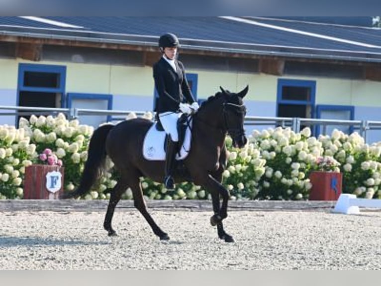 New Forest Pony Gelding 21 years 14,3 hh Black in Ebreichsdorf