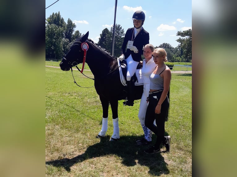 New Forest Pony Gelding 21 years 14,3 hh Black in Ebreichsdorf