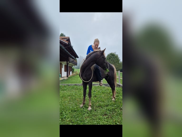 New Forest Pony Gelding 25 years 16 hh Chestnut in Aeschiried