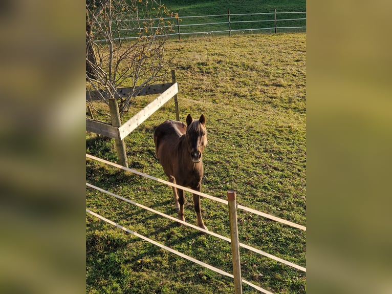 New Forest Pony Gelding 25 years 16 hh Chestnut in Aeschiried