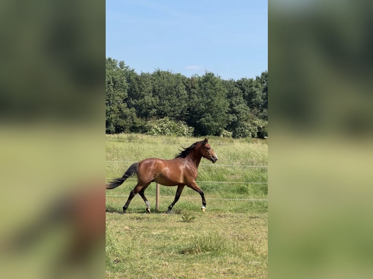 New Forest Pony Gelding 2 years 13.2 hh Brown in Ottersum