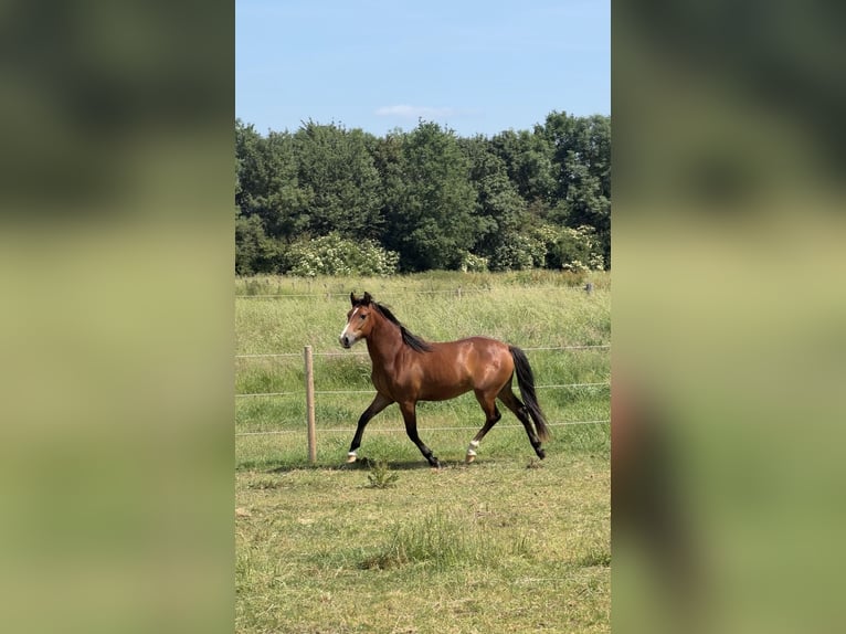 New Forest Pony Gelding 2 years 13.2 hh Brown in Ottersum