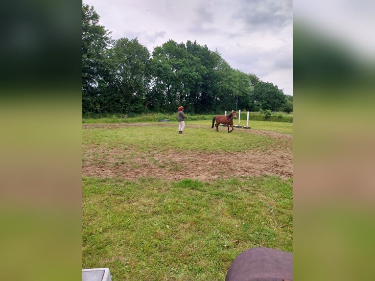 New Forest Pony Gelding 3 years 13,1 hh Bay-Dark in Ahrenviöl