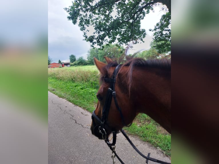 New Forest Pony Gelding 3 years 13,1 hh Bay-Dark in Ahrenviöl