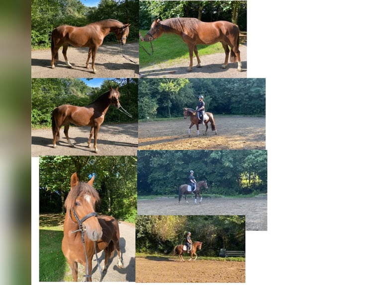 New Forest Pony Gelding 3 years 13,2 hh Chestnut-Red in Sieverstedt