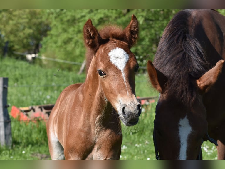 New Forest Pony Gelding 3 years 13,2 hh Chestnut-Red in Sieverstedt