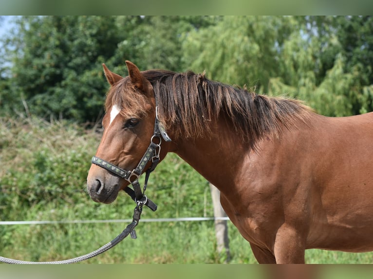 New Forest Pony Gelding 3 years 13,2 hh Chestnut-Red in Sieverstedt