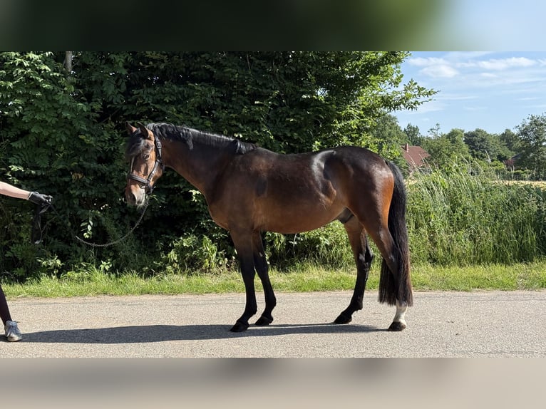 New Forest Pony Gelding 3 years 14.1 hh Brown in Pronstorf