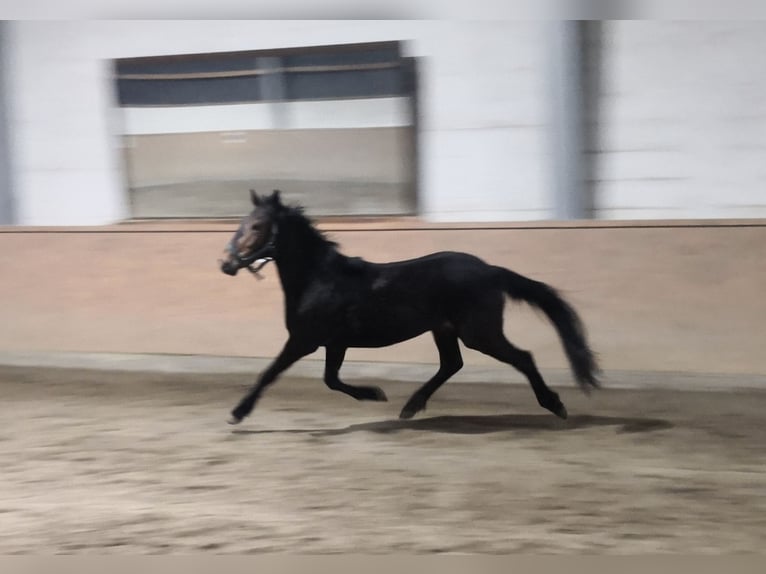 New Forest Pony Gelding 3 years 14.1 hh Brown in Rheine