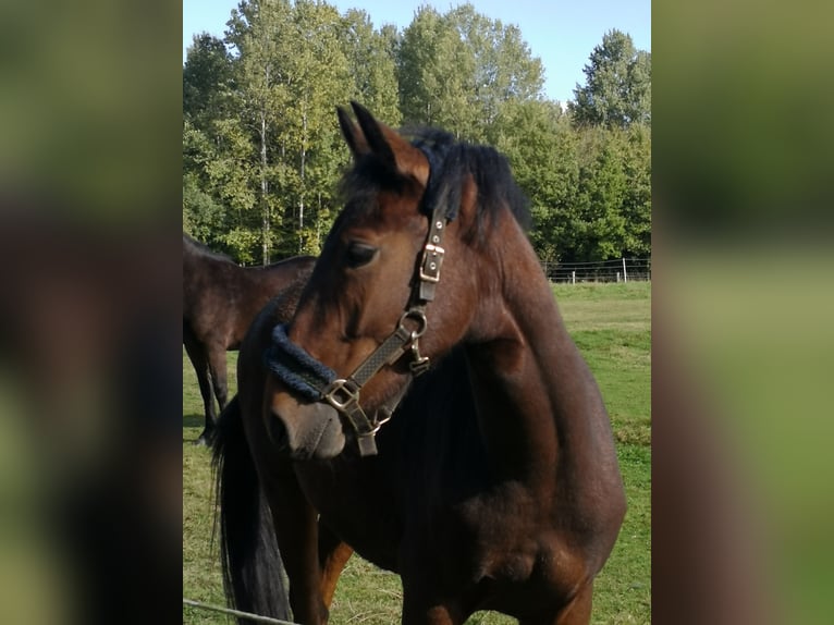 New Forest Pony Gelding 3 years 14.1 hh Brown in Rheine