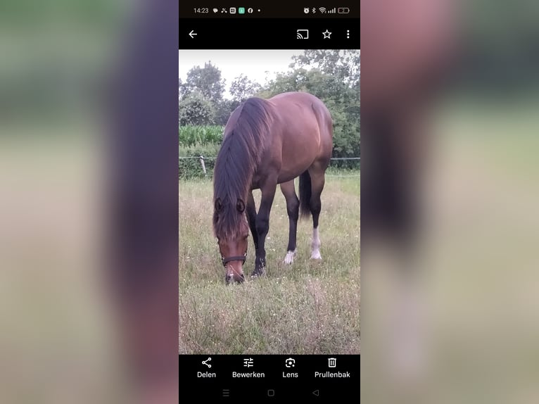 New Forest Pony Gelding 3 years 14,1 hh Brown in Zelhem