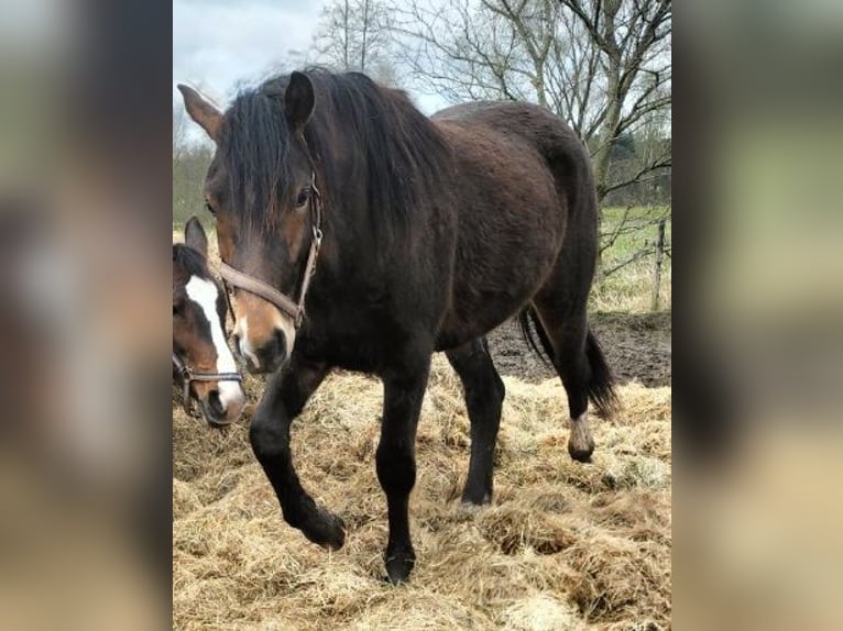 New Forest Pony Gelding 3 years 14,1 hh Brown in Zelhem