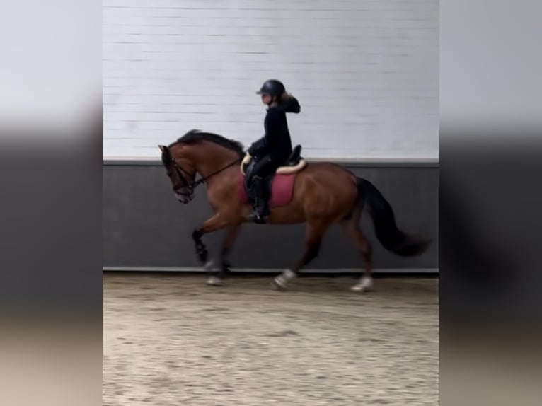 New Forest Pony Gelding 3 years 14,1 hh Brown-Light in Sint agatha