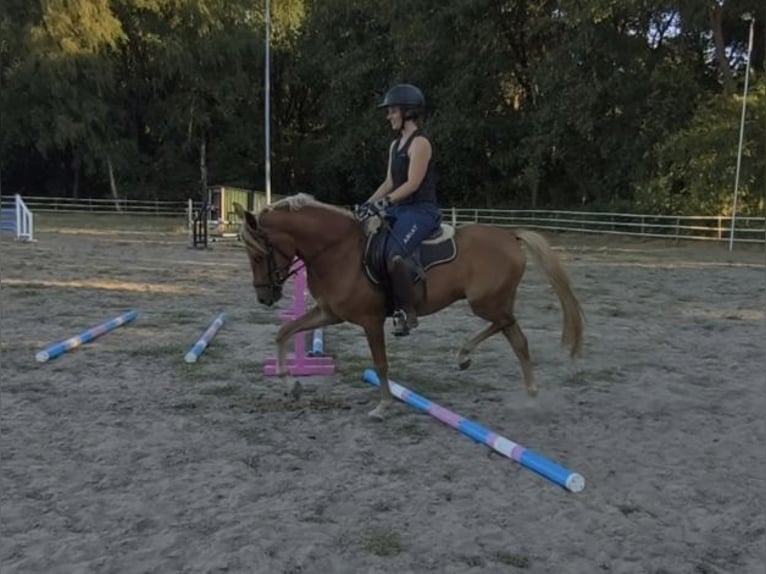 New Forest Pony Gelding 3 years 14.1 hh Chestnut-Red in Venray