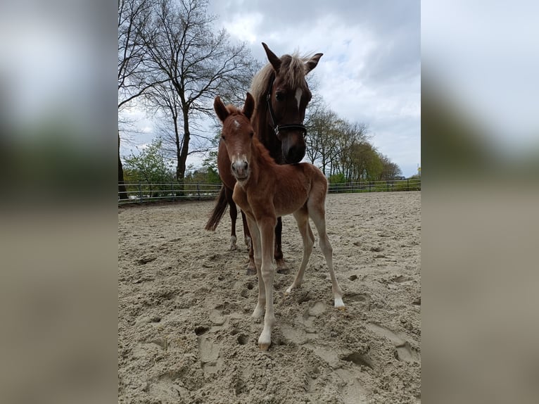 New Forest Pony Gelding 3 years 14.1 hh Chestnut-Red in Venray