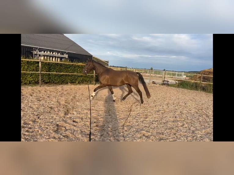 New Forest Pony Gelding 3 years 14,1 hh Smoky-Black in Vlijmen