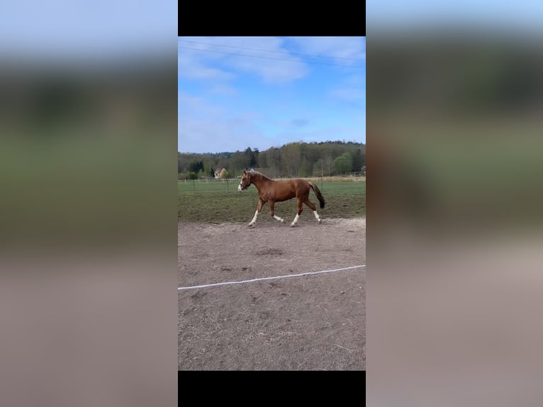 New Forest Pony Gelding 3 years 14,1 hh Sorrel in Göteborh