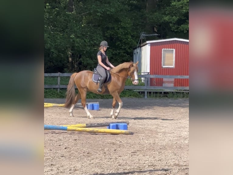 New Forest Pony Gelding 3 years 14,1 hh Sorrel in Göteborh