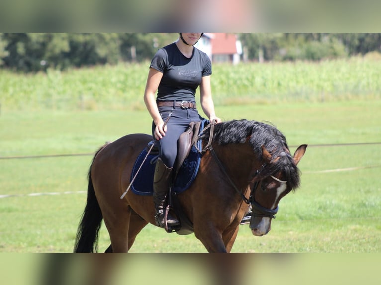 New Forest Pony Gelding 3 years 14,2 hh Bay-Dark in Nijeholtpade