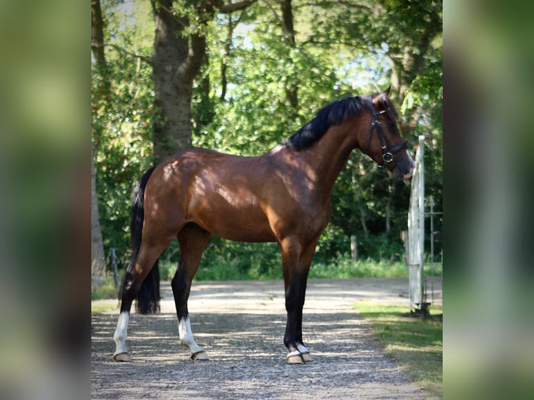 New Forest Pony Gelding 3 years 14,2 hh Bay-Dark in Nijeholtpade