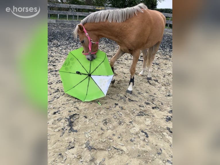 New Forest Pony Gelding 3 years 14.2 hh Chestnut-Red in Biervliet