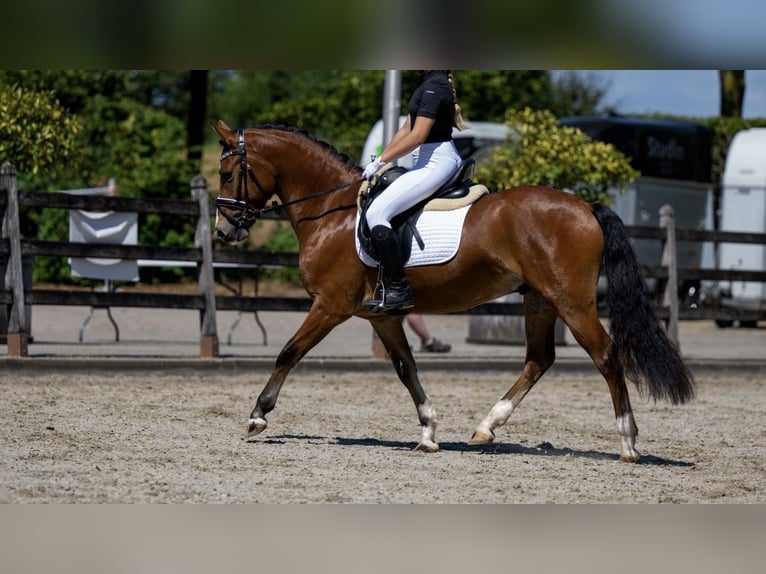 New Forest Pony Gelding 3 years 14 hh Brown-Light in Sint agatha