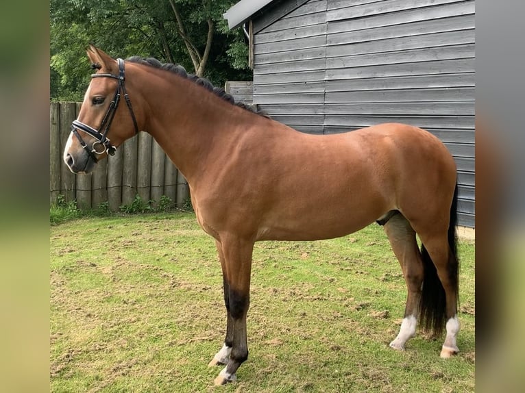 New Forest Pony Gelding 3 years 14 hh Brown-Light in Sint agatha