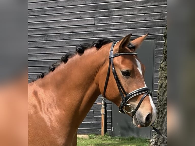 New Forest Pony Gelding 3 years 14 hh Brown-Light in Sint agatha