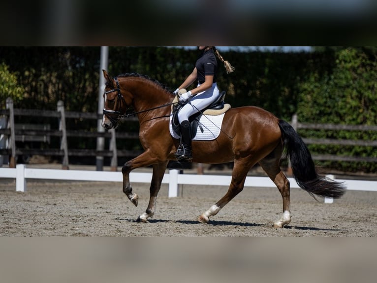 New Forest Pony Gelding 3 years 14 hh Brown-Light in Sint agatha