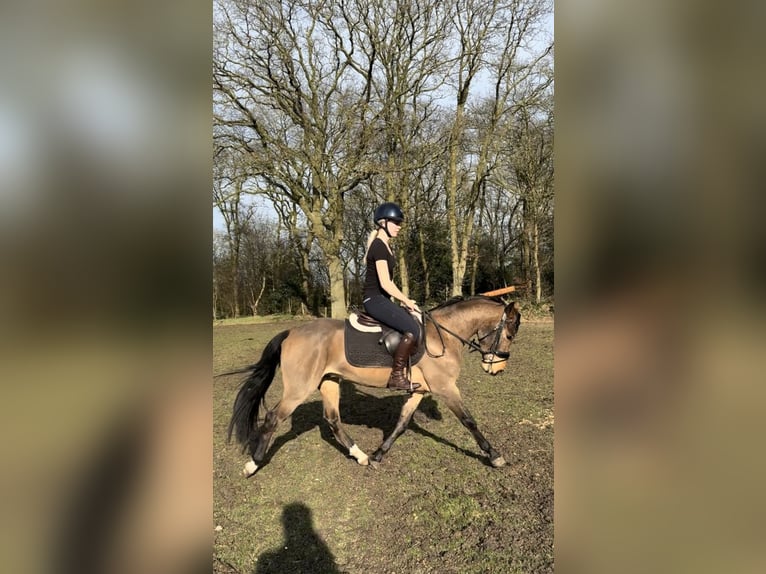 New Forest Pony Gelding 3 years 14 hh Brown in Nijeholtpade