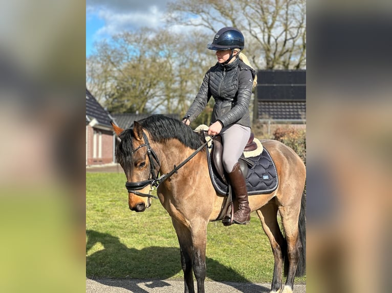 New Forest Pony Gelding 3 years 14 hh Brown in Nijeholtpade